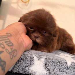 Lola - Chocolate female Shih Tzu puppy in Apple Valley, California from Garcia_shihtzu