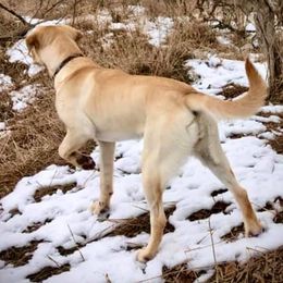 Labrador Retriever All Grown Up from Wolf Den Retrievers