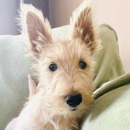 Sparky - Wheaten male Scottish Terrier puppy in Coeur D'alene, Idaho from Kimball Kennels