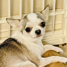 Panda - Chihuahua