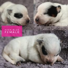 Keen - Blue speckled female Australian Cattle Dog puppy in Gatlinburg, Tennessee from Greenbrier