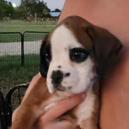 Boxer and Shih Tzu Puppies from L&L European Boxers and Shih Tzus