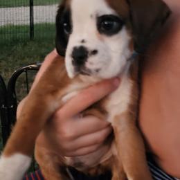 Boxer and Shih Tzu Puppies from L&L European Boxers and Shih Tzus