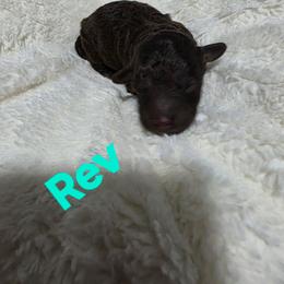 Rev - Brown and white male Aussiedoodle puppy in Loveland, Colorado from A&L Ranch Aussiedoodles