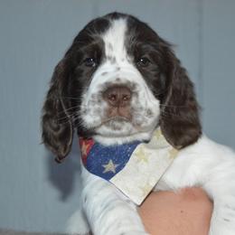 English Springer Spaniel Puppies from A & R Springers