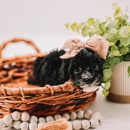 Yellow Girl - Black and white female Cavapoo puppy in Mckinney, Texas from Doodles of North Tx
