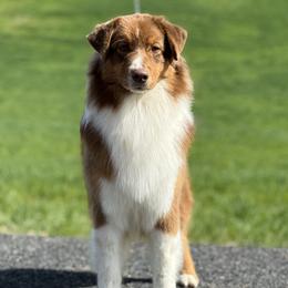 Red Tri Male - Red tri-color male Australian Shepherd puppy in Touchet, Washington from Northwest Rainbow Aussies and Golden Retrievers