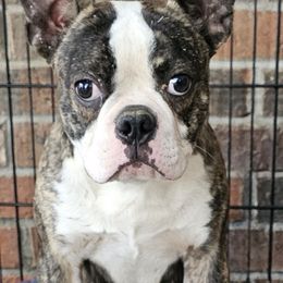 DEAN-0 - Brindle and white male Boston Terrier puppy in Versailles, Indiana from Benhams Bostons