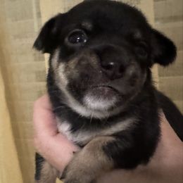 Bessie - Black and tan female Chihuahua puppy in Brooklyn, Connecticut from Ladybug Chihuahuas