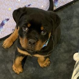 Rottweiler Puppies from Thomas Rotts