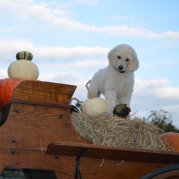 Poodle Puppies from D and D Standard Poodles
