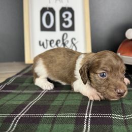 Dachshund Puppies from Queen of Weens Dachshunds
