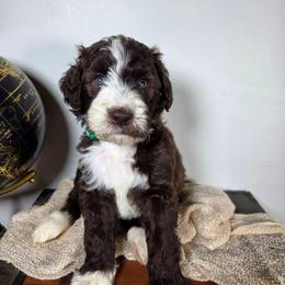Bjorn - Brown and white male Aussiedoodle puppy in Haleyville, Alabama from The Cuddly Dood Ranch