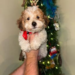 Duke - Parti male Yorkipoo puppy in Henderson, North Carolina from Dorans Danes and Doodles