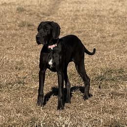 Pickles - Black female Great Dane puppy in Grand Junction, Colorado from Top Brackett Danes