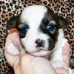 Firefly - White and tan female Russell Terrier puppy in Viper, Kentucky from Mountain Top