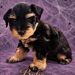 Beaux.  5 weeks - Black and silver male Miniature Schnauzer puppy in Lumberton, Texas from 1 Smart Choice Schnauzers Babies