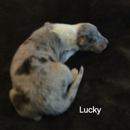Lucky - Blue merle and white male Collie puppy in Lafayette, Indiana from Katrina's Collies