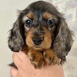 Ruby - Dapple female Dachshund puppy in Bowling Green, Kentucky from Dachshunds of the Valley