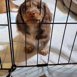 Dachshund Puppies from Shaffers low riding weiners