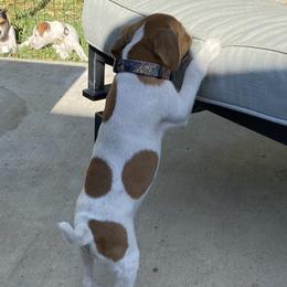 Jack Russell Terrier Puppies from Fair Dinkum Jack Russell Terriers