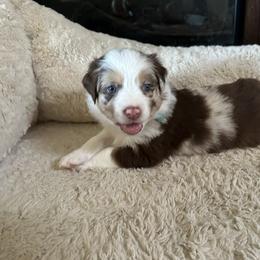 Australian Shepherd Puppies from Sadie Blue's Willamette Valley Aussies
