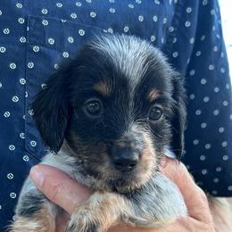 HARLEY - Piebald male Dachshund puppy in Paradise, Texas from C and J Minis