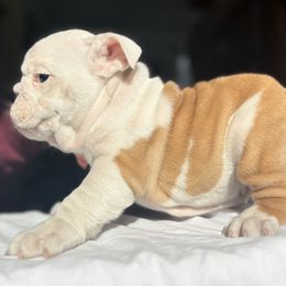 Bulldog Puppies from Anthony Manor Bulldogs