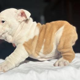 Bulldog Puppies from Anthony Manor Bulldogs