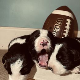 Border Collie Puppies from SoCal Border Collies