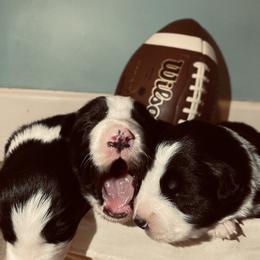 Border Collie Puppies from SoCal Border Collies
