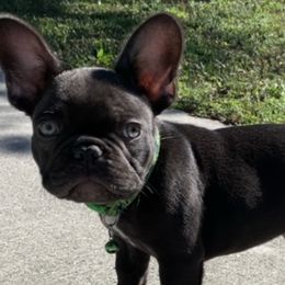 French Bulldogs from JZ’s Reproduction and Pet Services
