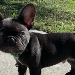 French Bulldogs from JZ’s Reproduction and Pet Services