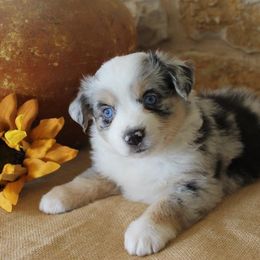 Aussiedoodle, Cavalier King Charles Spaniel, Miniature Australian Shepherd, and Toy Australian Shepherd Puppies from Triple Cross Aussies Triple Cross