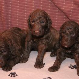 Poodle Puppies from RK'S Pets