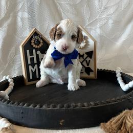 Sea - Blue Collar Male - Parti male Goldendoodle puppy in Bradenton, Florida from Suncoast Goldendoodles
