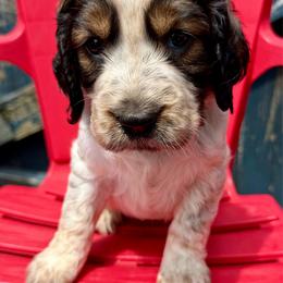 America - Liver white and roan female English Springer Spaniel puppy in Madison, Indiana from McCollough's Pawsome Spaniels and Danny's Delightful Dachshunds
