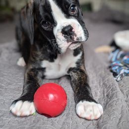 Boxer and French Bulldog Puppies from Galaxy Boxers & French Bulldogs