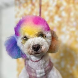 Cavapoos, Cockapoos, Goldendoodles, and Poodles from Pucci Pawfect Doodles