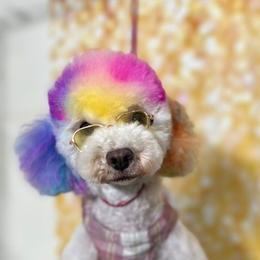 Cavapoos, Cockapoos, Goldendoodles, and Poodles from Pucci Pawfect Doodles