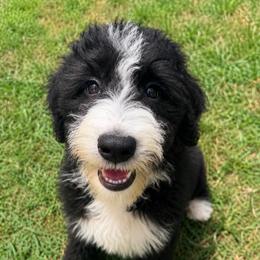 Dior with training - Black and white female Bernedoodle puppy in Boonville, North Carolina from Doods & Dolls