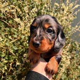 Cakey-Cat - Dapple male Dachshund puppy in Duncan, Arizona from Bootheel Doxies
