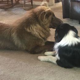 Ziggy - Australian Shepherd
