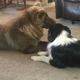 Ziggy - Australian Shepherd