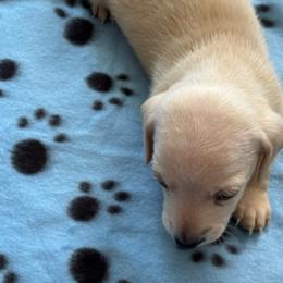 Boy 2 - Cream male Dachshund puppy in Jackson, Mississippi from Doxies Galore