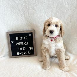 Nigel - Yellow and white male Bernedoodle puppy in Sparrows Point, Maryland from Rosie’s Puppies