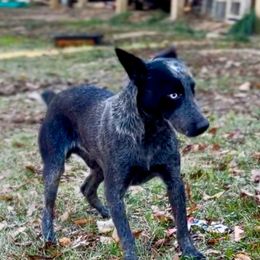 Scootch - Australian Cattle Dog
