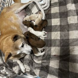 Shiba Inu puppies from SWFL Happy Dogs