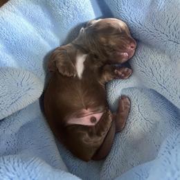 Comet - Chocolate - Chocolate male Dachshund puppy in Little Elm, Texas from HotDachs
