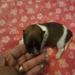 Clove - Chocolate parti female Pomeranian puppy in El Paso, Texas from Nomi's Precious Poms